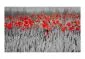 Fototapeta - Czerwone maki w czarno-białym zbożu-2