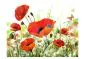 Fototapeta - Country poppies-2