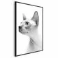 Plakat bezwłosy kot 60x90 cm z ramą czarną bez marginesu | MIRAT.