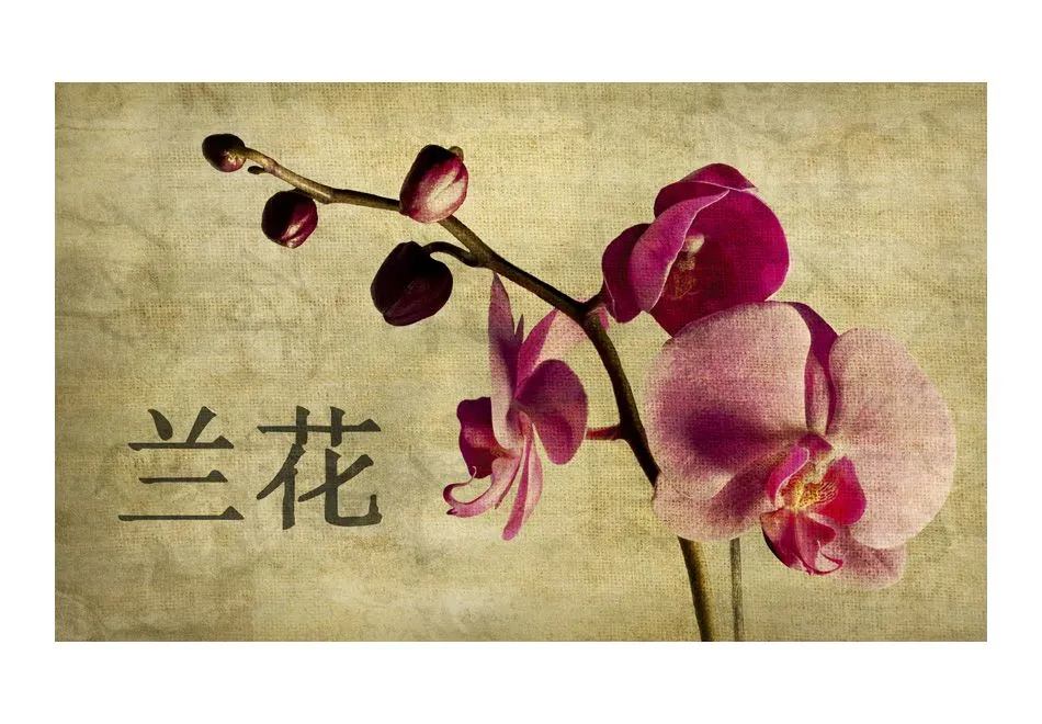 Fototapeta - Japanese orchid-2