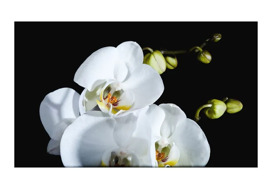 Fototapeta - Phalaenopsis-2