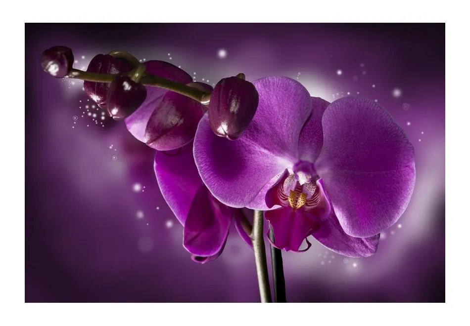 Fototapeta - Baśń i orchidea-2