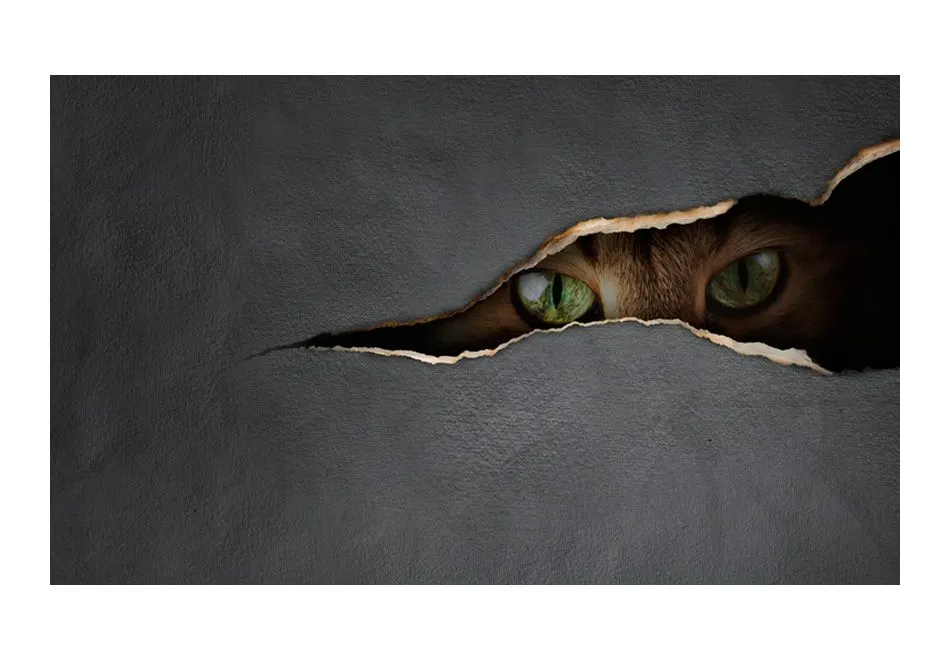 Fototapeta - Kocie spojrzenie-2