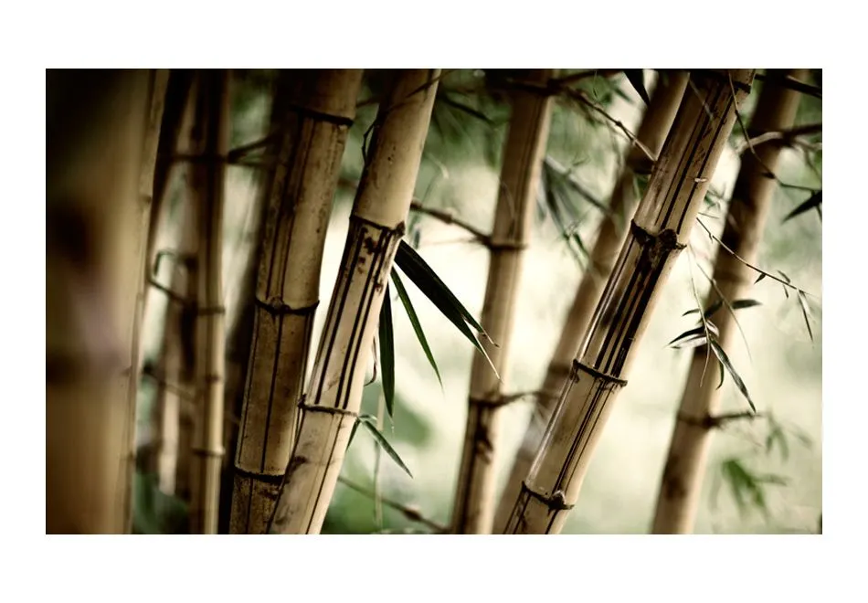 Fototapeta - Fog and bamboo forest-2