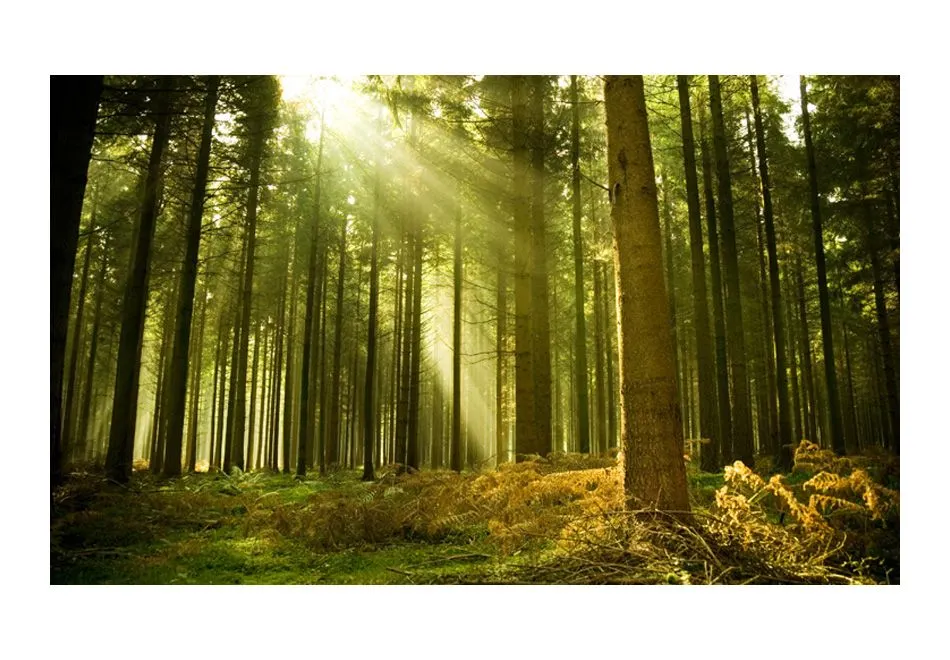 Fototapeta - Las sosnowy-2