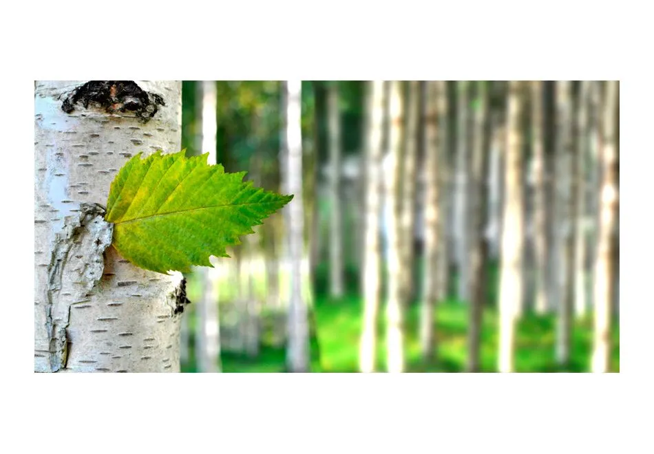 Fototapeta XXL - Liść brzozy-2