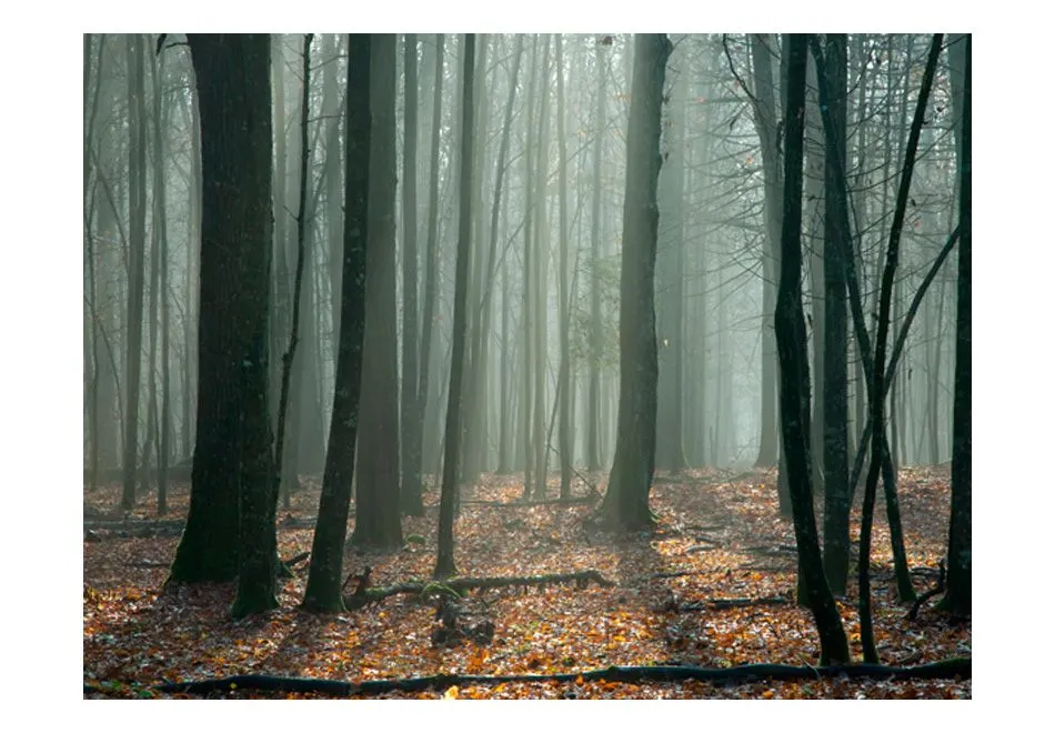 Fototapeta - Witches' forest-2