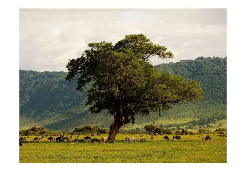 Fototapeta - In a crater of Ngoro ngoro-2