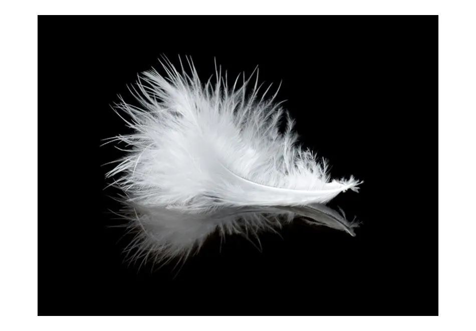 Fototapeta - White feather-2