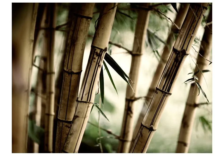 Fototapeta - Fog and bamboo forest-2