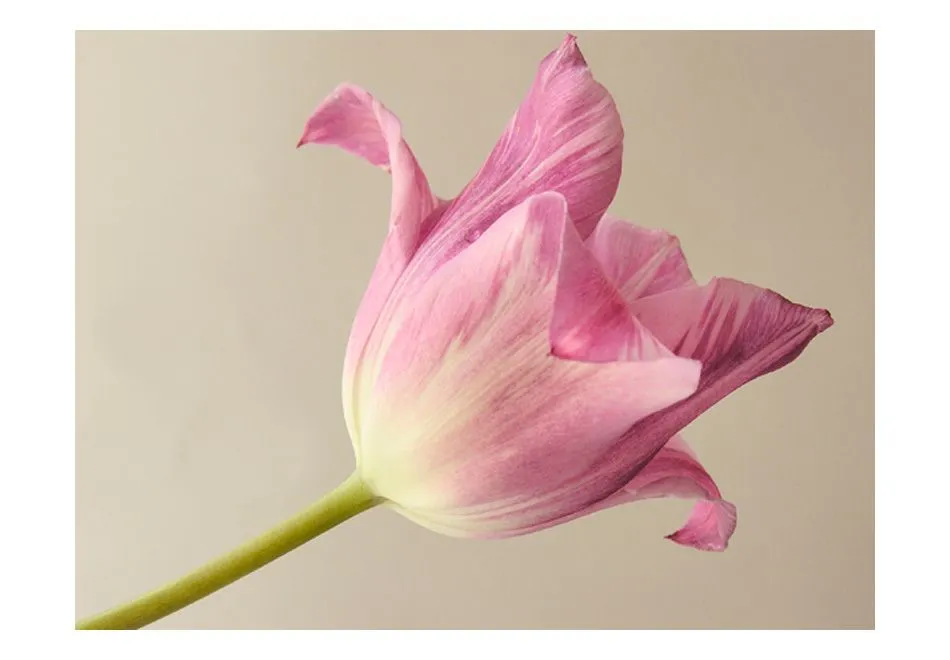 Fototapeta - Pink tulip-2