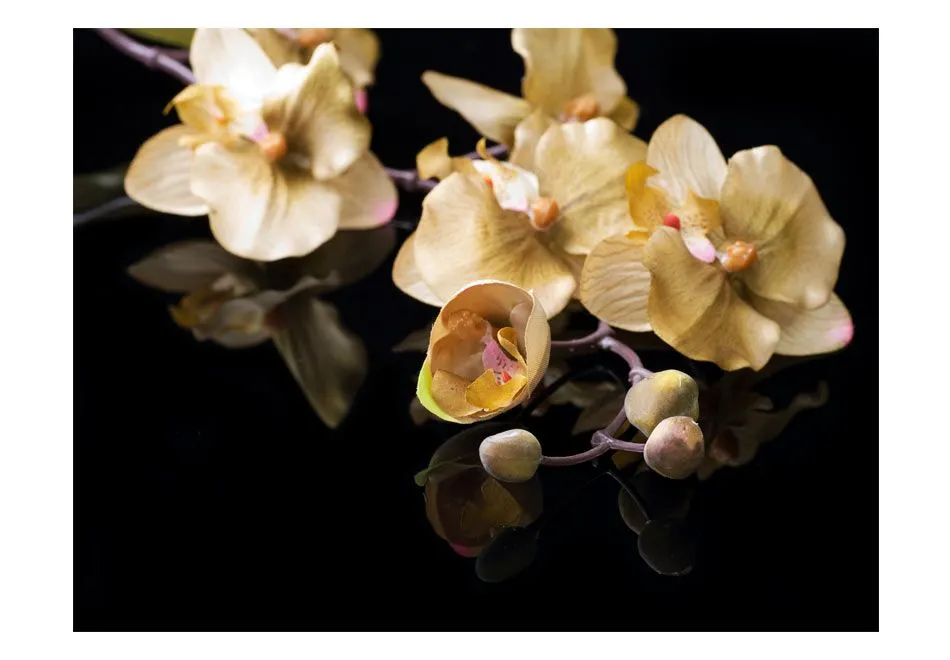 Fototapeta - Orchids in ecru color-2