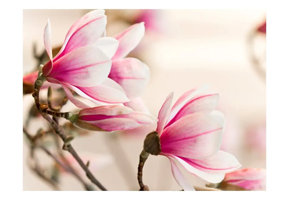 Fototapeta - Branch of magnolia tree-2