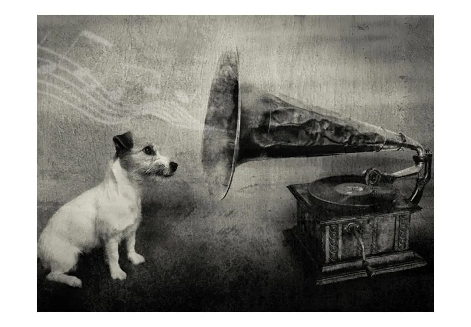 Fototapeta - Dog's melodies-2