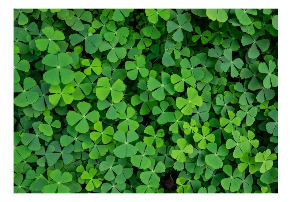 Fototapeta - Zielona koniczyna-2