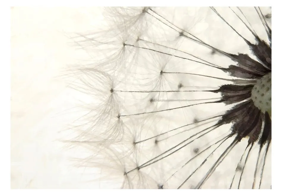 Fototapeta - Biały dmuchawiec-2