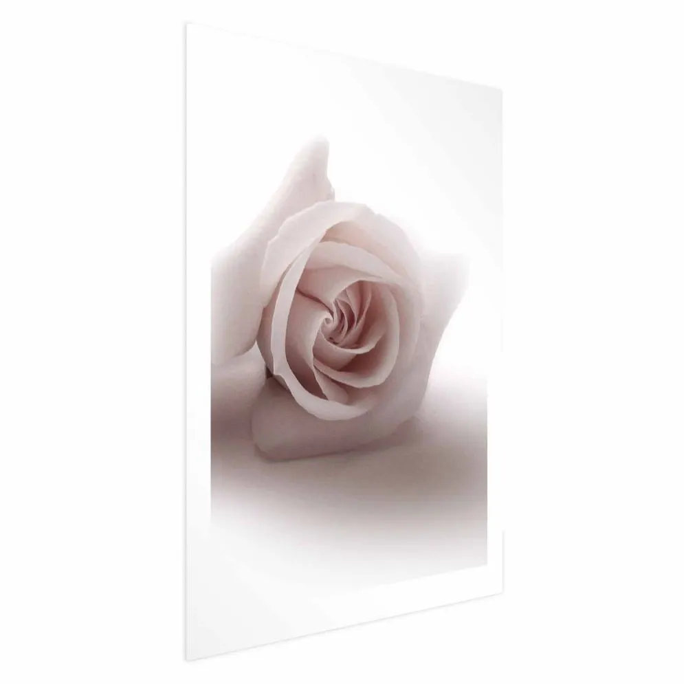 Plakat Różany cień 29,7x42 cm bez ramy z marginesem | MIRAT.