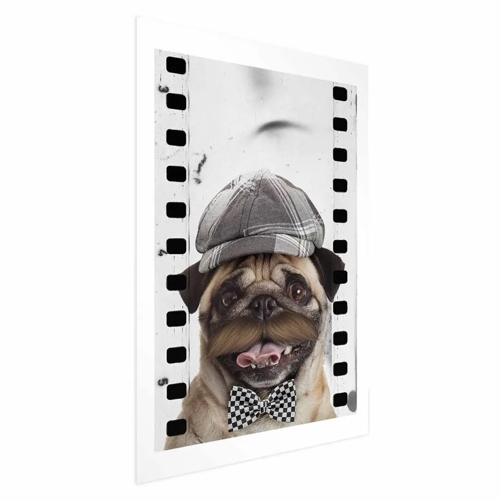 Plakat Mops w czapce 40x60 cm bez ramy z marginesem | MIRAT.