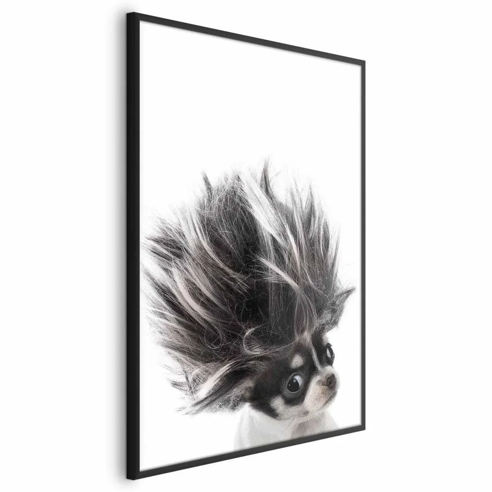 Plakat Chihuahua 21x30 cm z ramą czarną bez marginesu | MIRAT.