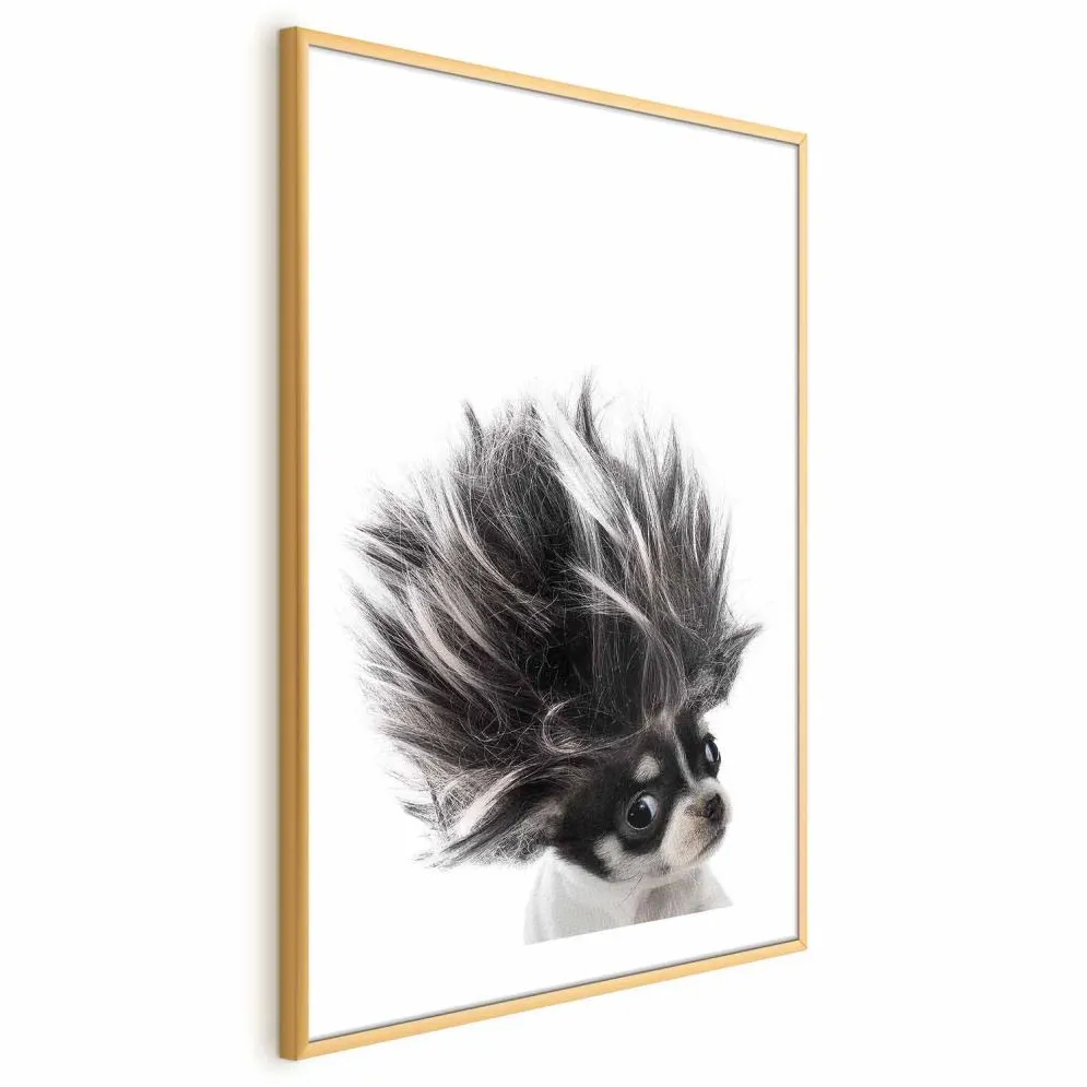 Plakat Chihuahua 21x30 cm z ramą złotą z marginesem | MIRAT.
