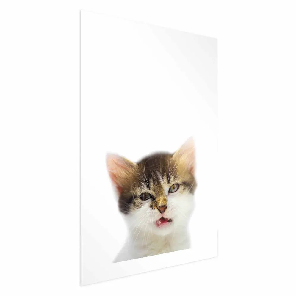 Plakat Zirytowany kot 60x90 cm bez ramy z marginesem | MIRAT.