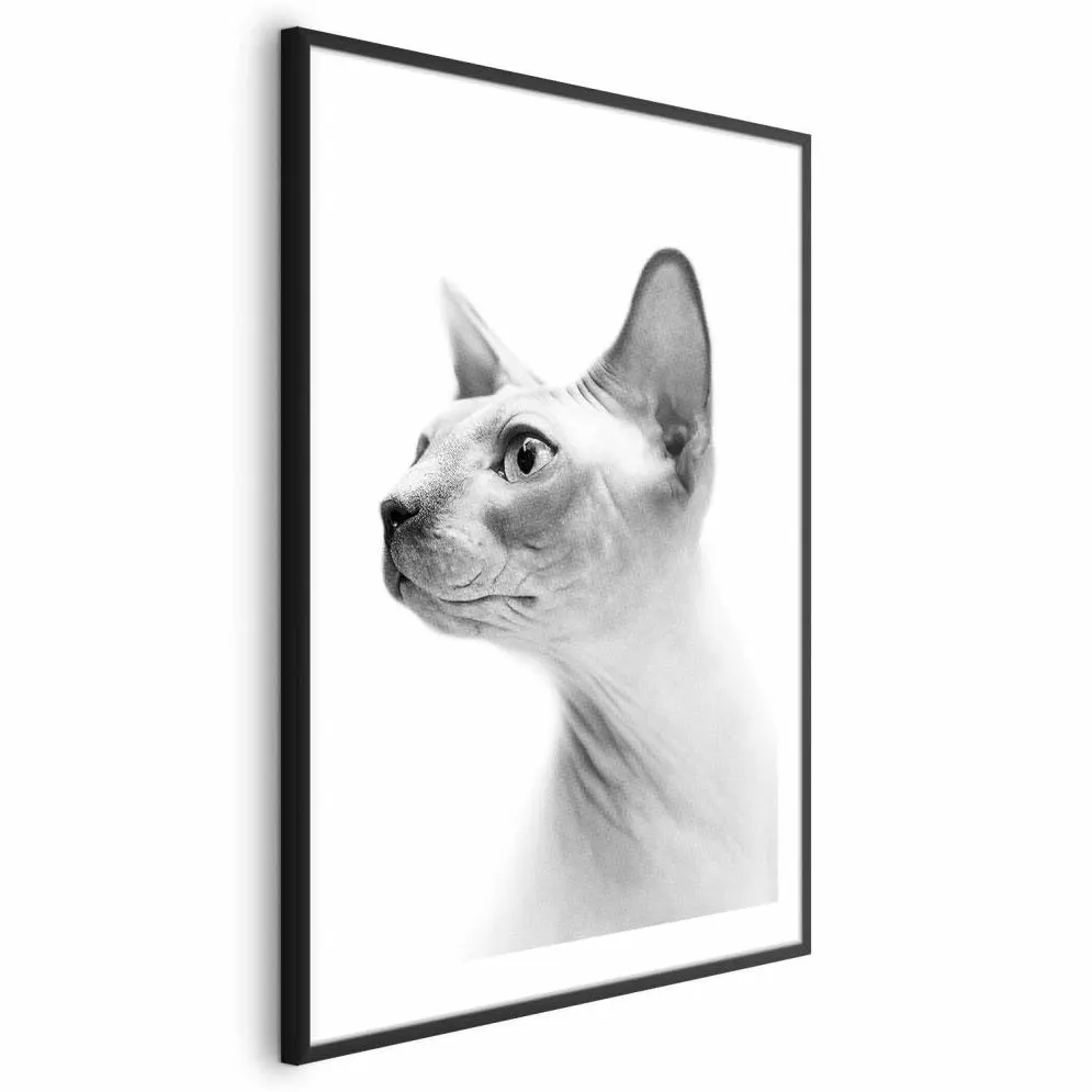 Plakat bezwłosy kot 40x60 cm z ramą czarną z marginesem | MIRAT.