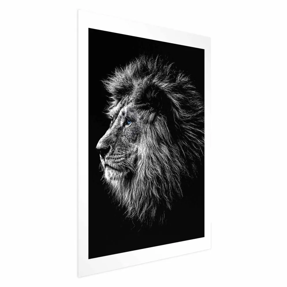 Plakat Niebieskooki lew 60x90 cm bez ramy z marginesem | MIRAT.