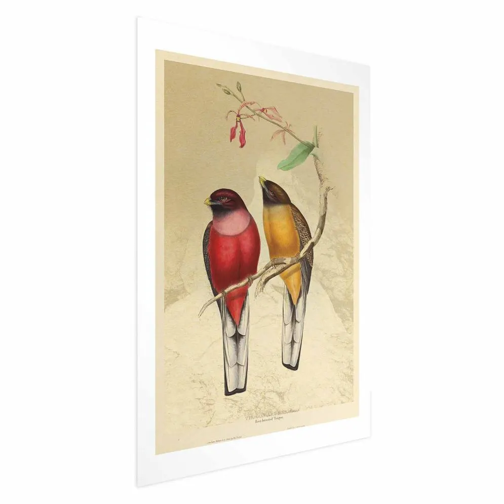 Plakat Ptaki na gałązce 40x60 cm bez ramy z marginesem | MIRAT.