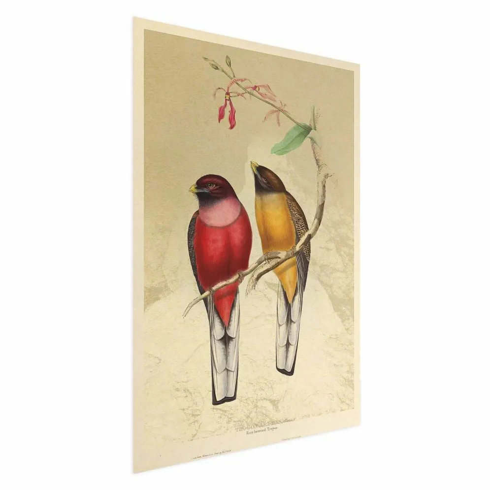 Plakat Ptaki na gałązce 40x60 cm bez ramy bez marginesu | MIRAT.