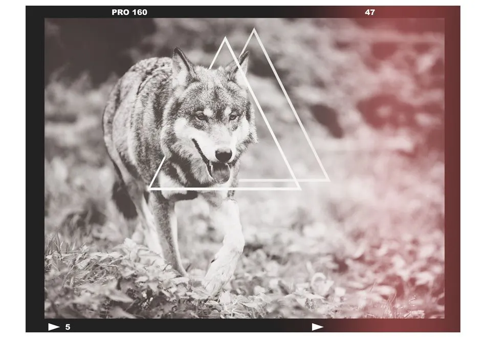 Fototapeta - wilk - fotografia-2