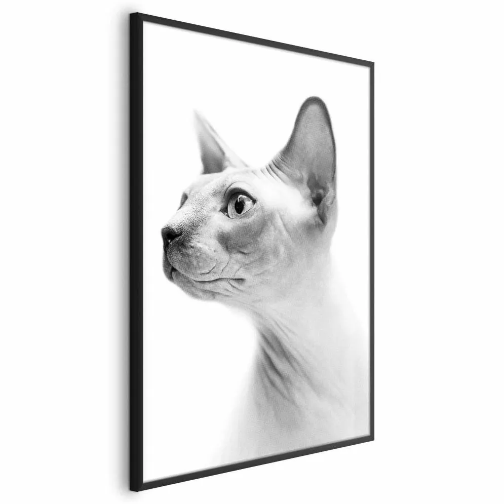 Plakat bezwłosy kot 60x90 cm z ramą czarną bez marginesu | MIRAT.