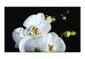 Fototapeta - Phalaenopsis-2