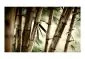 Fototapeta - Fog and bamboo forest-2