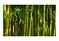 Fototapeta - Azjatycki las bambusowy-2