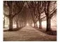 Fototapeta - Aleja parkowa-2