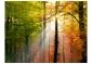 Fototapeta - Piękna jesień-2