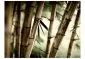 Fototapeta - Fog and bamboo forest-2