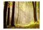 Fototapeta - Mysterious forest path-2
