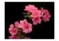 Fototapeta - Azalea in Black-2