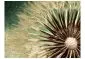 Fototapeta - Focus on dandelion-2