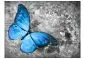 Fototapeta - Blue butterfly-2