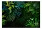 Fototapeta - Mroczna dżungla-2