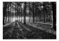 Fototapeta - The Light in the Forest-2