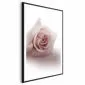 Plakat Różany cień 29,7x42 cm z ramą czarną z marginesem | MIRAT.