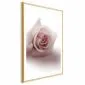 Plakat Różany cień 60x90 cm z ramą złotą z marginesem | MIRAT.