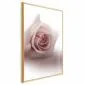 Plakat Różany cień 40x60 cm z ramą złotą bez marginesu | MIRAT.