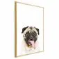 Plakat Mops 40x60 cm z ramą złotą bez marginesu | MIRAT.