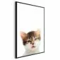 Plakat Zirytowany kot 40x60 cm z ramą czarną bez marginesu | MIRAT.