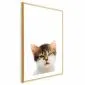 Plakat Zirytowany kot 40x60 cm z ramą złotą z marginesem | MIRAT.
