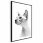 Plakat bezwłosy kot 40x60 cm z ramą czarną z marginesem | MIRAT.